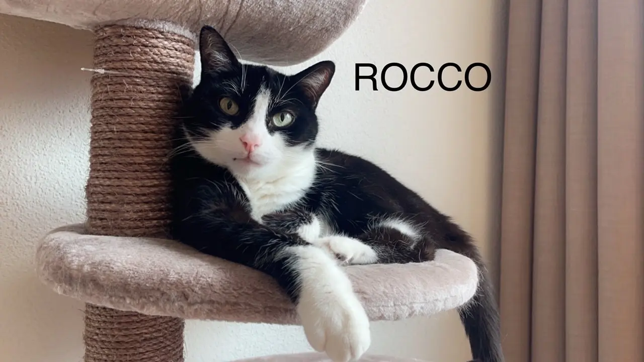 Chat Perdu Bezirk Zürich Zürich - Rocco